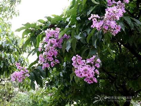 大花紫薇生長速度|大花紫薇